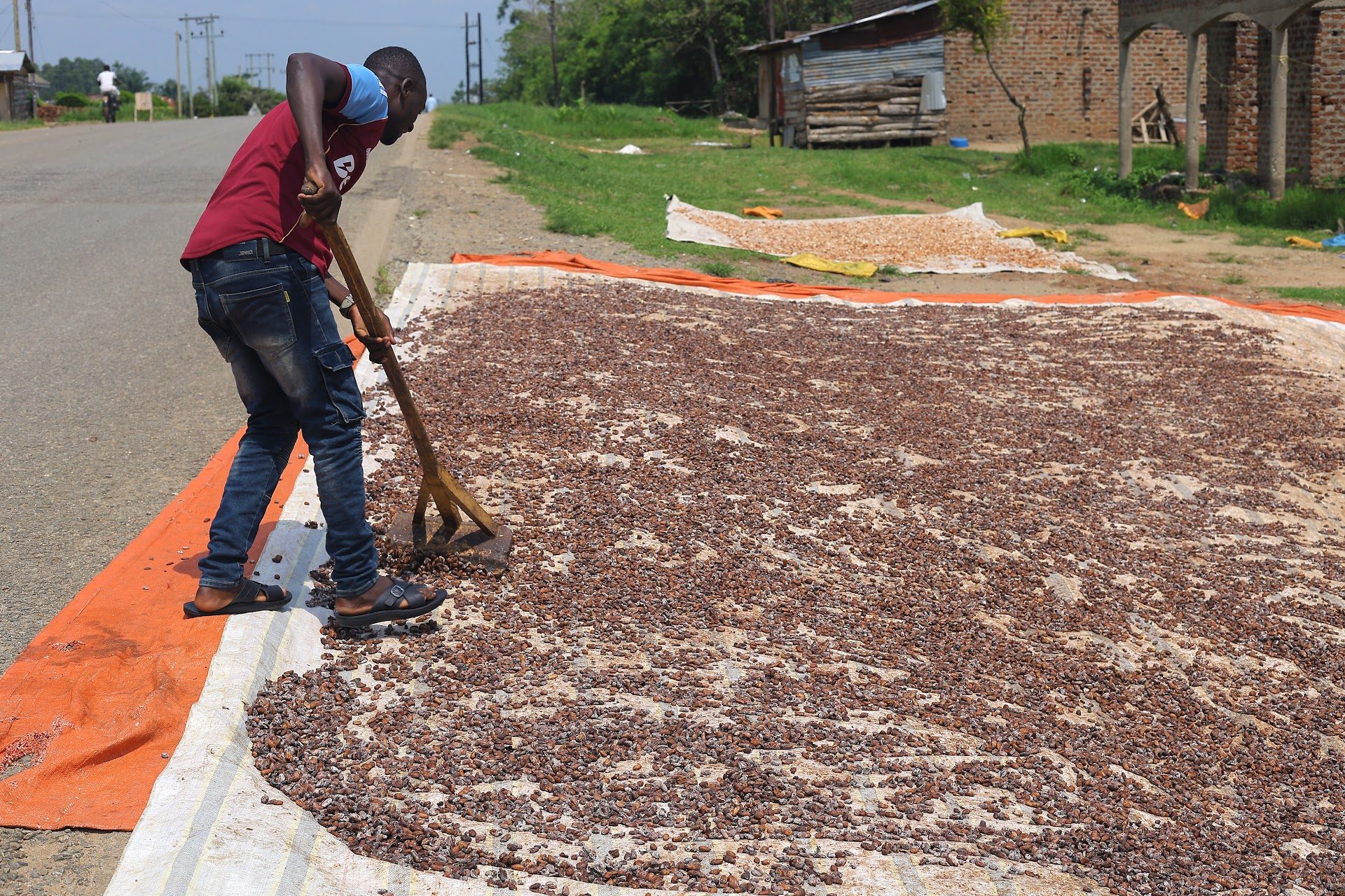 Sun-drying cocoa beans at origin
