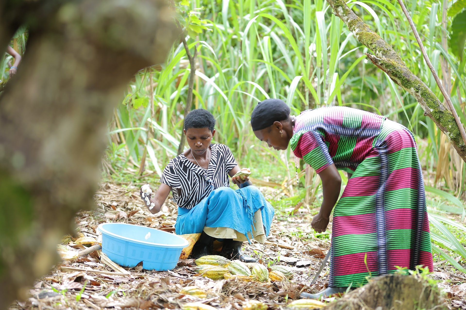 Extracting fresh cocoa beans at origin