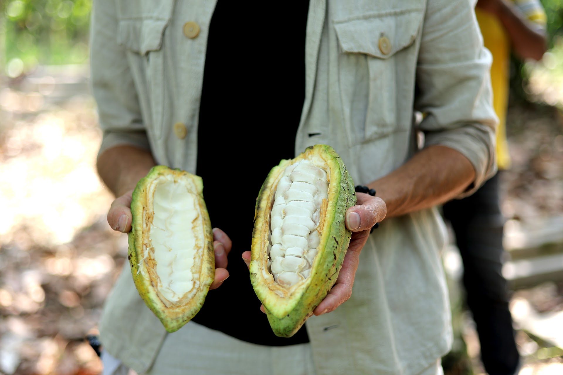 Fresh cocoa pod halves in hand