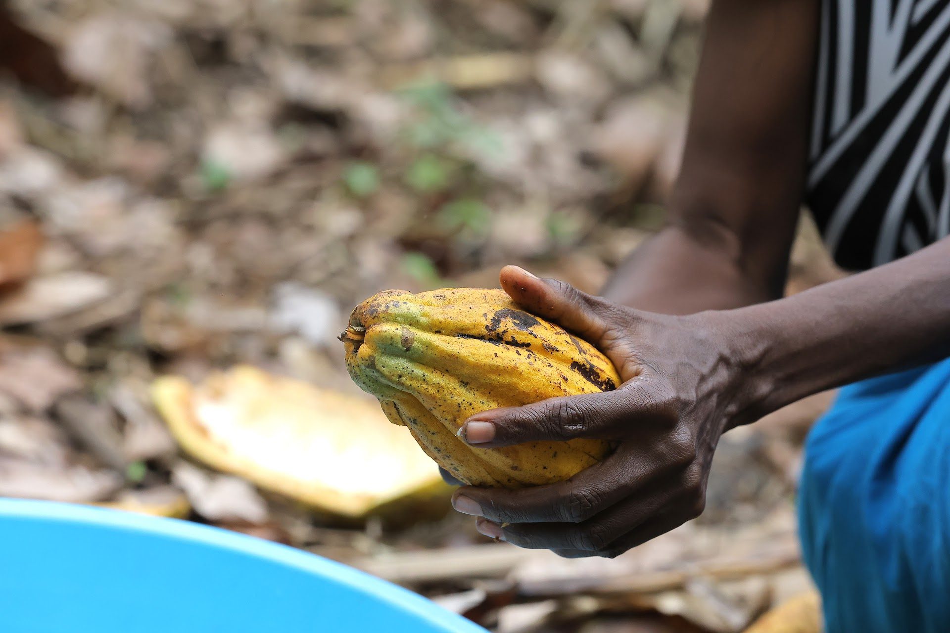 Ripe cocoa pod held at the farm