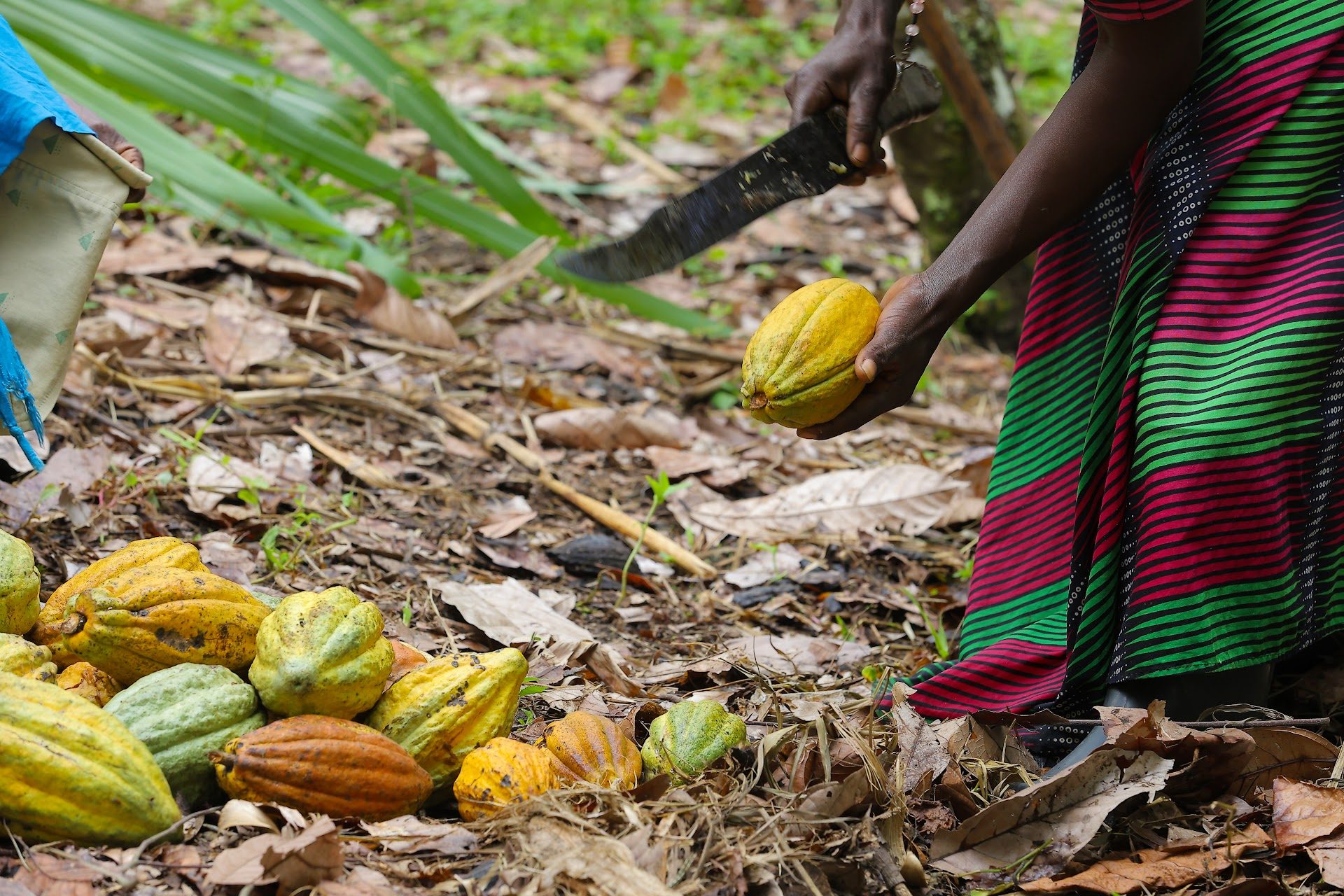 Farmer harvesting cocoa at origin