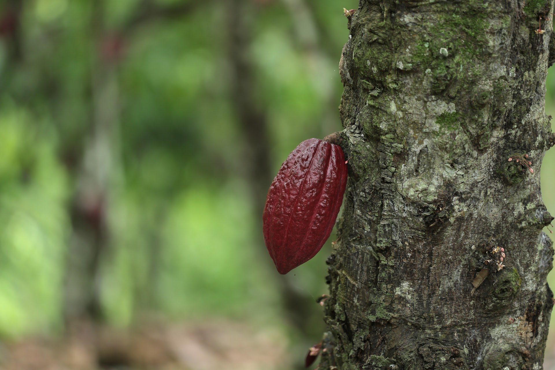 Red cocoa pod on the tree at origin
