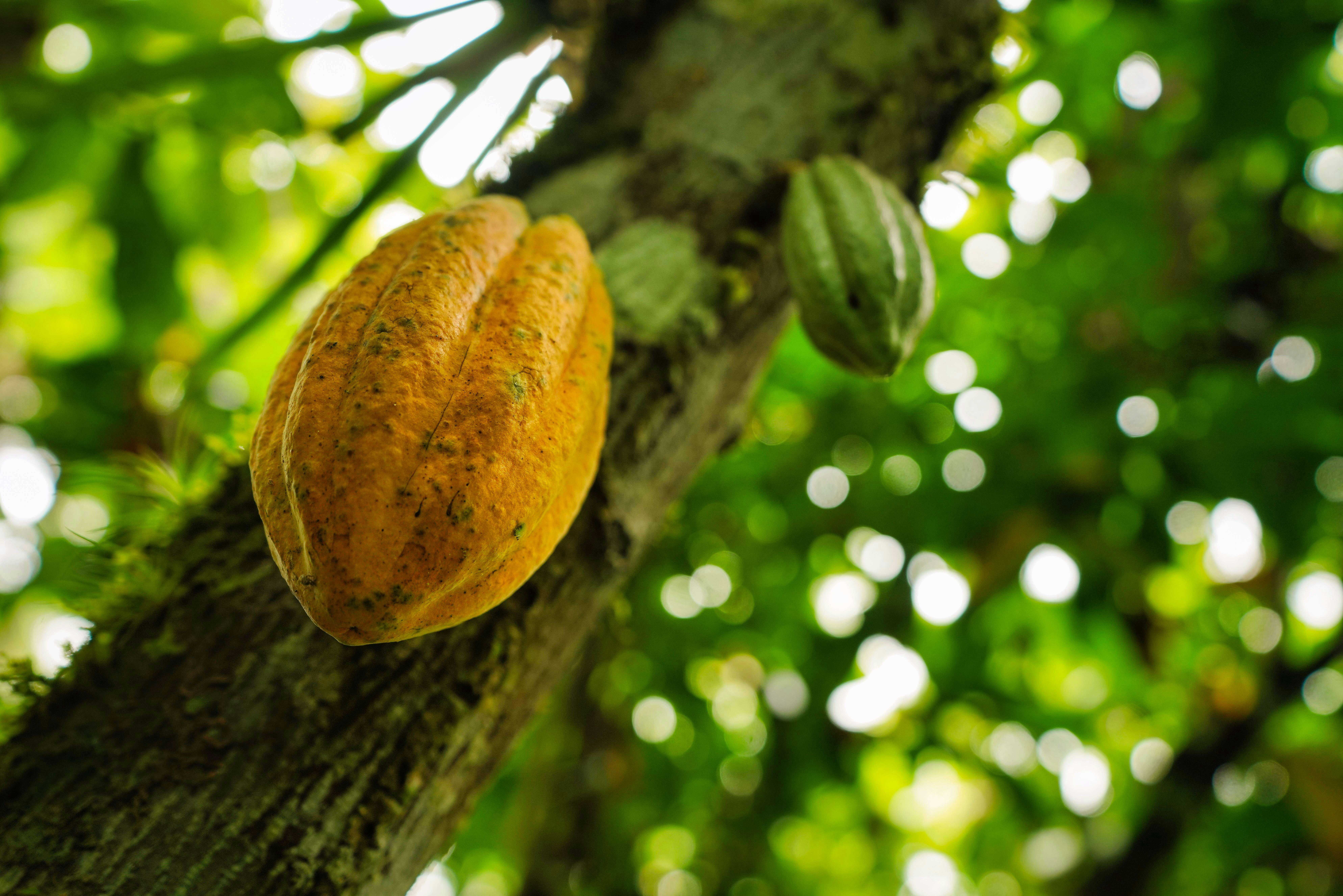 Cocoa pod on the tree