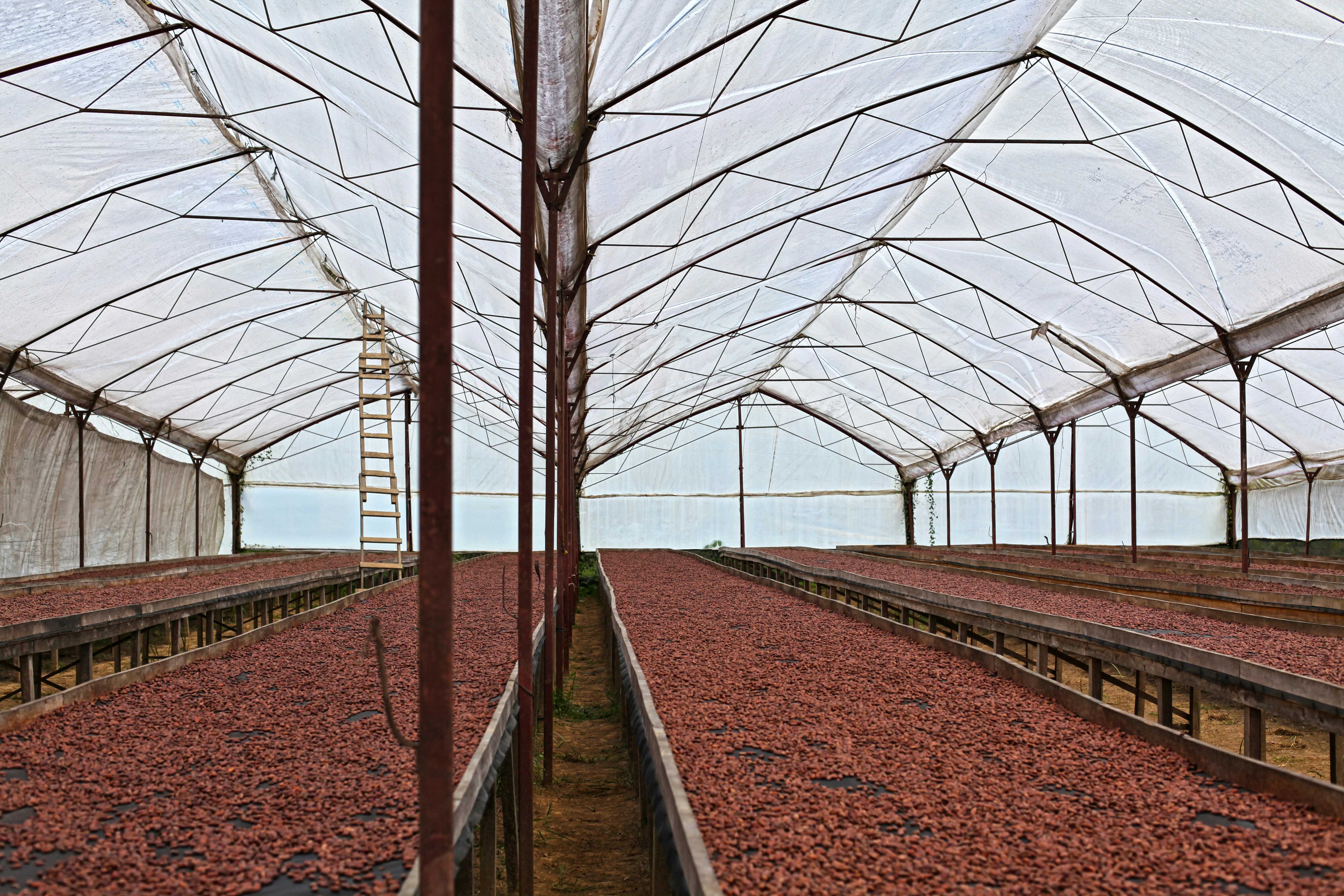 Cocoa drying operations at origin