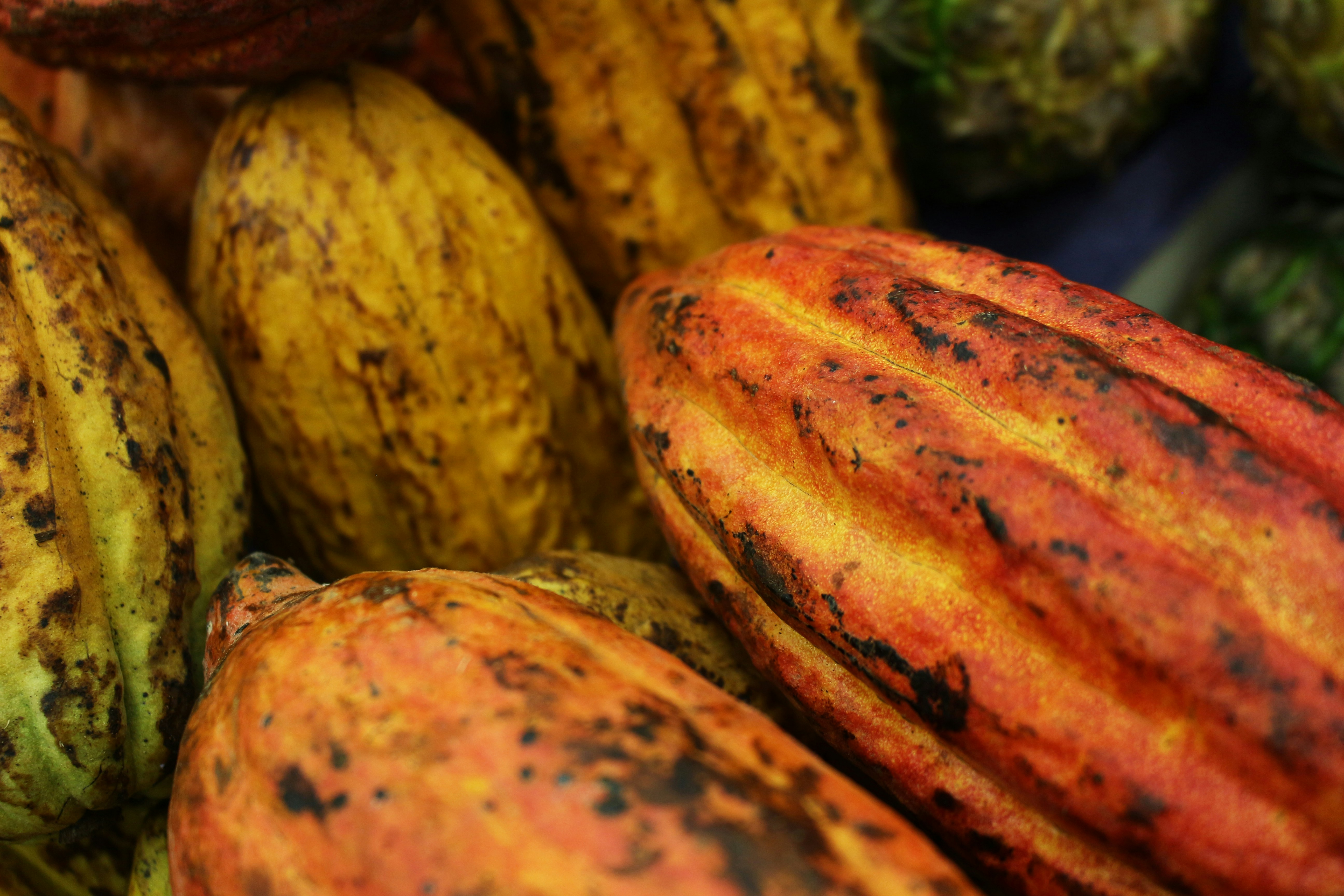 Ripe cocoa pods