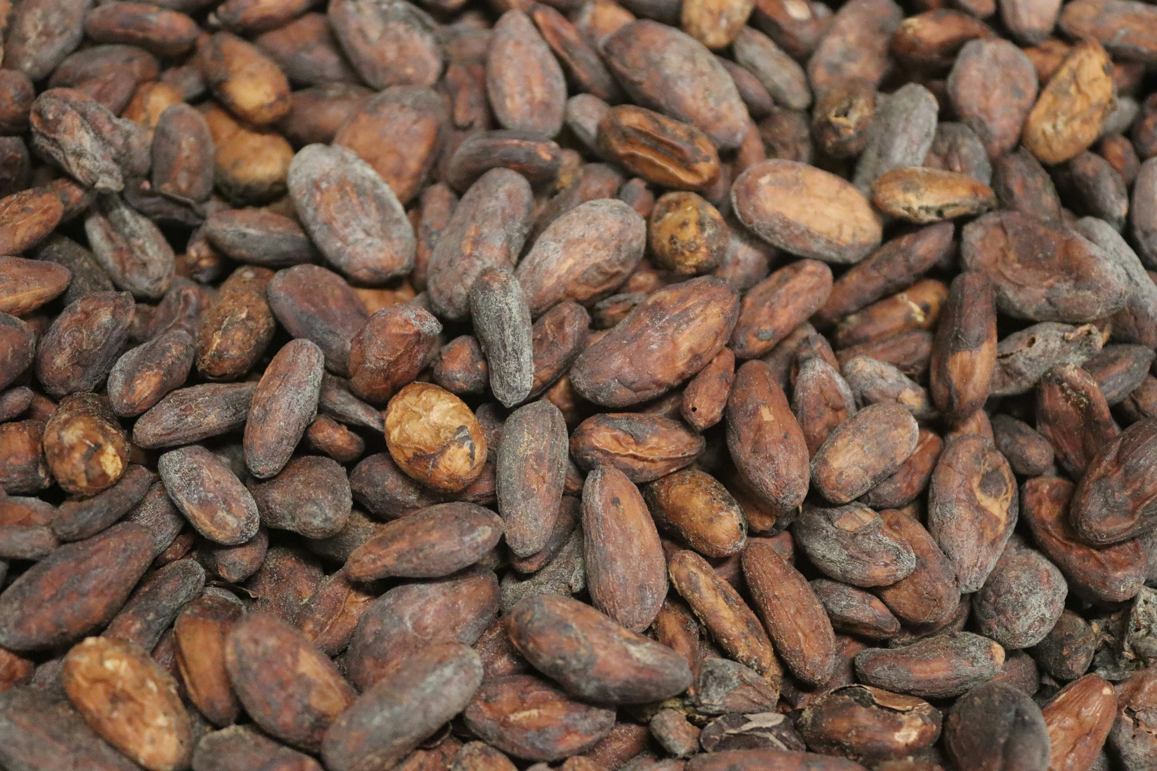 Dried cocoa beans