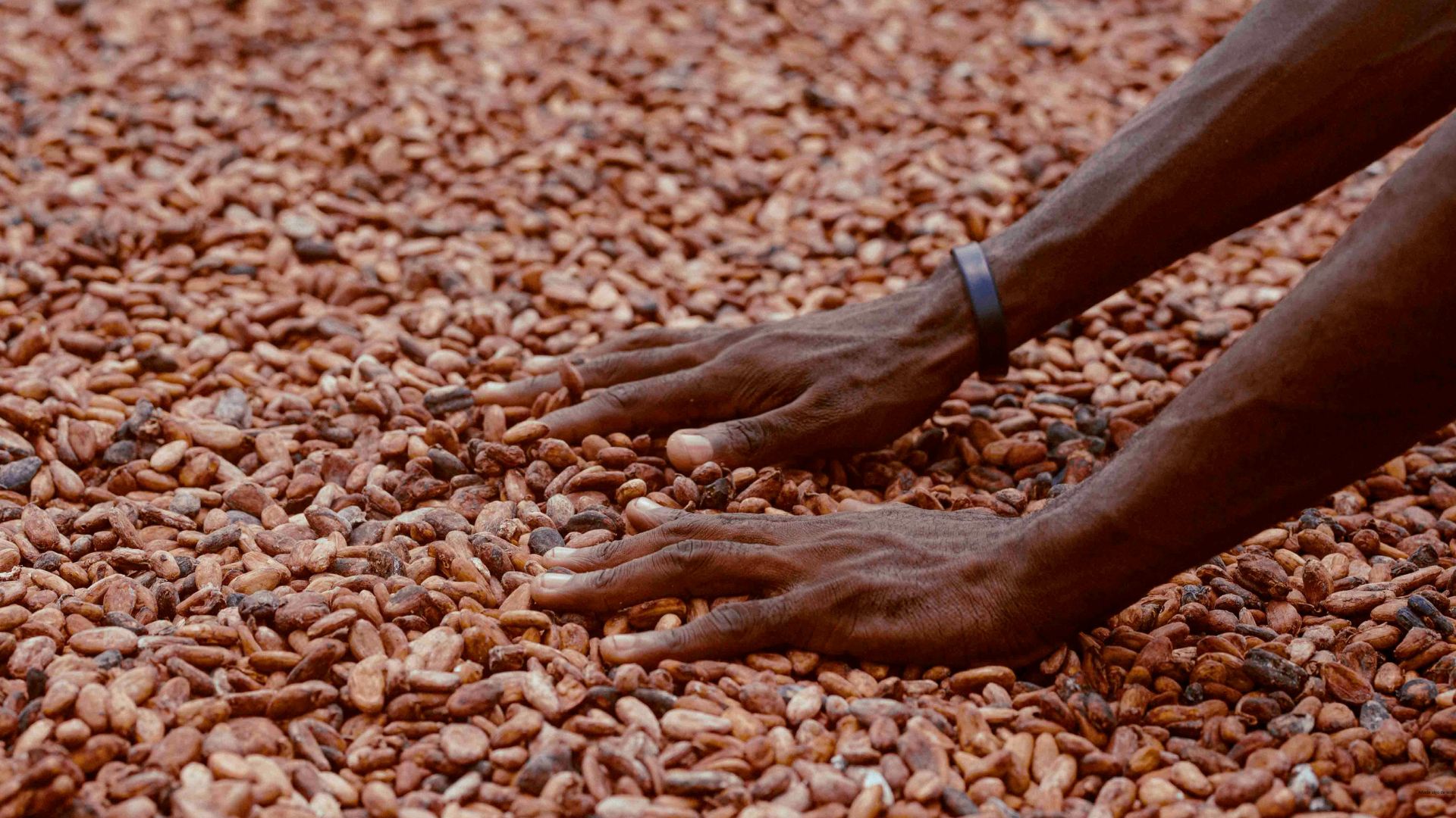 Hands in drying cocoa beans